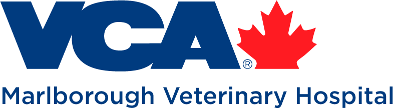 MARLBOROUGH VETERINARY HOSPITAL